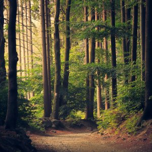 trees in forest