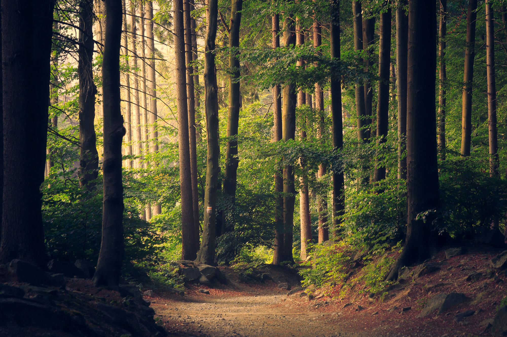 trees in forest